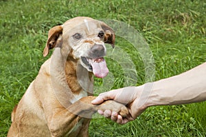 Unfriendly hand and paw shake.