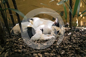 Unfriendly Stray Cat