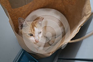 Unfriendly Stray Cat