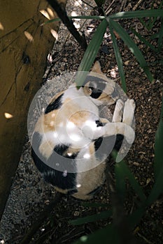 Unfriendly Stray Cat