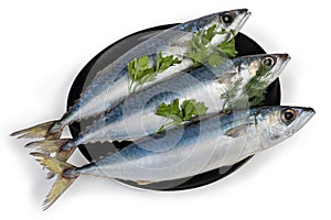 Unfrozen chub mackerels with greens on the black dish