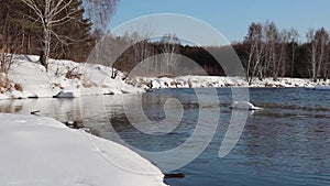 The unfrozen river flows among the snow-covered coasts of a birch forest