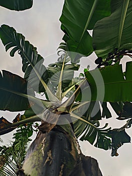 unfruitful banana tree in the garden home