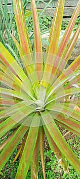Unfruitful pineapple tree with beautiful leaves.
