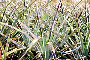 Unfruitful pineapple tree in a fruit orchard