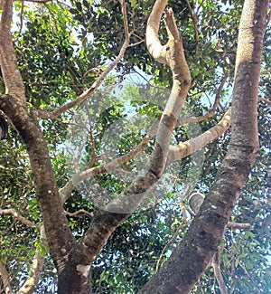 unfruitful rambutan tree branches under the blue sky