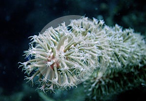 Unfurled Stinging Cells on the Tip of a Branching Coral