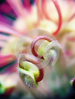 Unfurling banksia flower