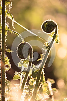 Unfurling Bracken in Spring