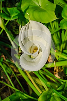 Unfurling Calla Lily Opening Up