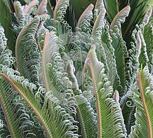 Unfurling Cycad / Cicad fronds