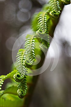 Unfurling fern