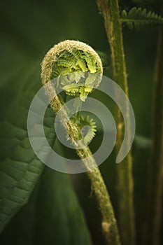 Unfurling Fern