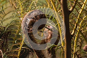 Unfurling fern frond