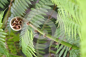 Unfurling Fern Frond