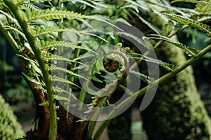 Unfurling Fern Frond in Lush Greenery