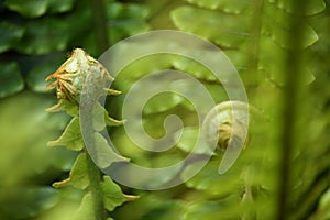 Unfurling fern fronds