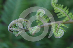 Unfurling fern leaf