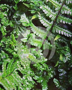 Unfurling fern leaf