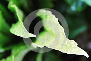 Unfurling fern leaf