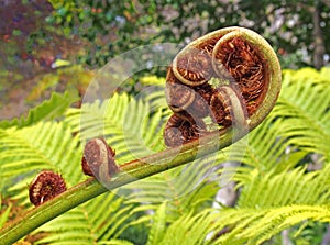 Unfurling fern leaf in close up with complex spiral unfolding pattern with bright green background