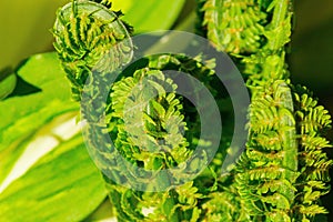 Unfurling fern leaves plant closeup