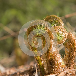 Unfurling fern shoots