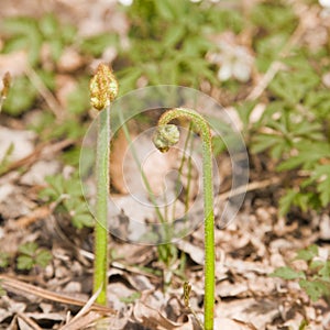 Unfurling fern shoots