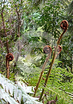 Unfurling fern shoots