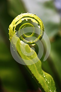 Unfurling Fern Tip