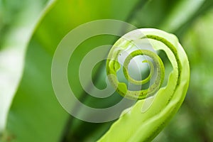 Unfurling Fern Tip