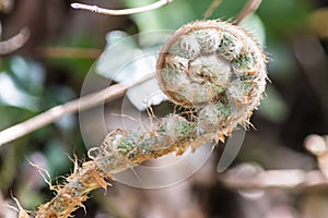 Unfurling fiddlehead fern frond