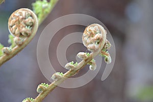 Unfurling fiddlehead fern frond