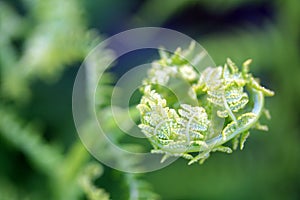 Unfurling frond