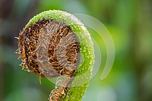 Unfurling frond of fern in tropical rainforest at Fraserâ€™s hill, Malaysia, Asia.