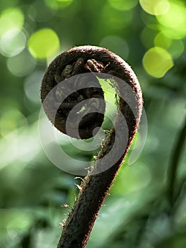 Unfurling Frond of Hapu`u Native Hawaiian Fern