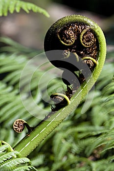 Unfurling frond of the Tree Fern