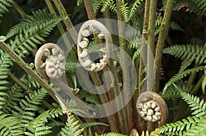 Unfurling fronds of a dicksonia antarctica fern