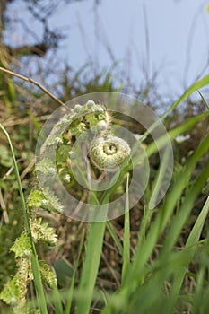 Unfurling green leaf of fern or bracken; opening in spring