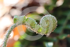 Unfurling hairy green fern