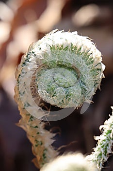 Unfurling hairy green fern, vertical