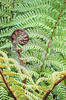 Unfurling koru - New Zealand silver fern frond