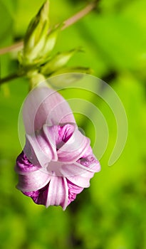 Unfurling Morning Glory