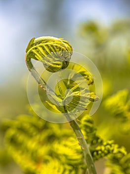 Unfurling new Fern leaf