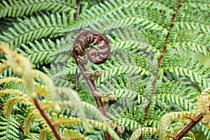 Unfurling New Zealand silver fern frond with copy space