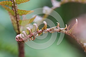 Unfurling pink fern