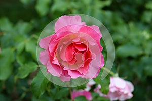 unfurling pink rose in the garden