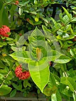 Unfurling promise: A green leaf with a yellow bud