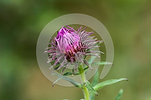 Unfurling Purple Aster Bud Close up with Soft Green Background - Horizontal photo
