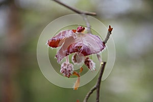 Unfurling red / brown spring leaf bud and flower on Copper Beech tree Fagus sylvatica f. purpurea